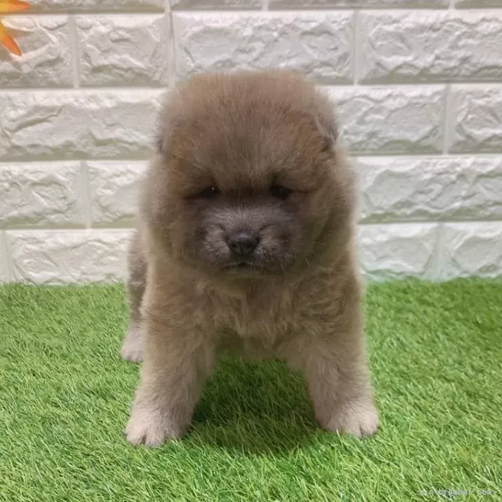 お迎え総額236.000円（税込）   