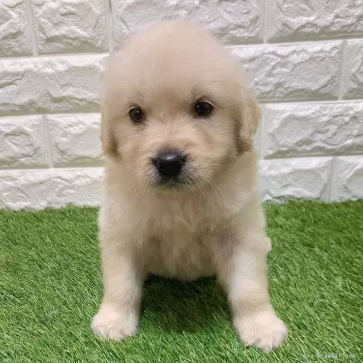 お迎え総額254.000円（税込） | 販売中の子犬 | 愛知県知多郡の北浦浩