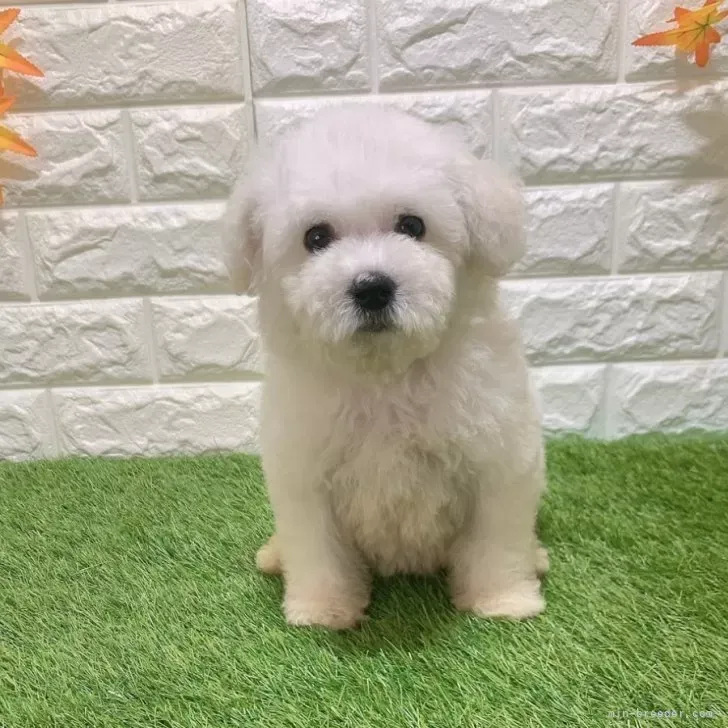 お迎え総額136.000円（税込）   