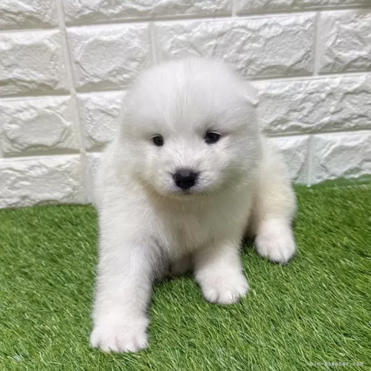 お迎え総額266.000円（税込）   