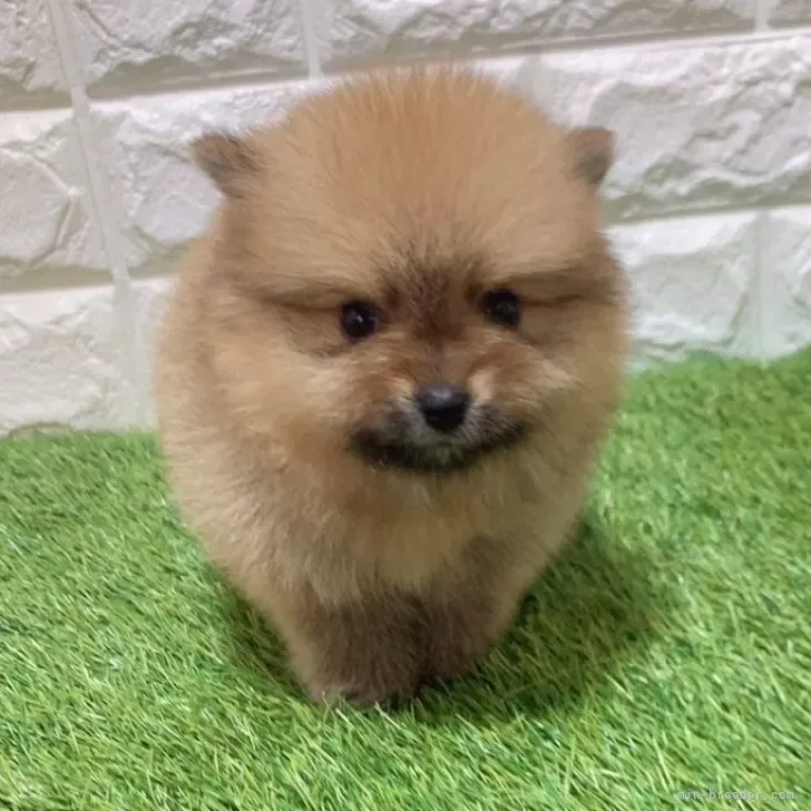 お迎え総額254.000円（税込）   