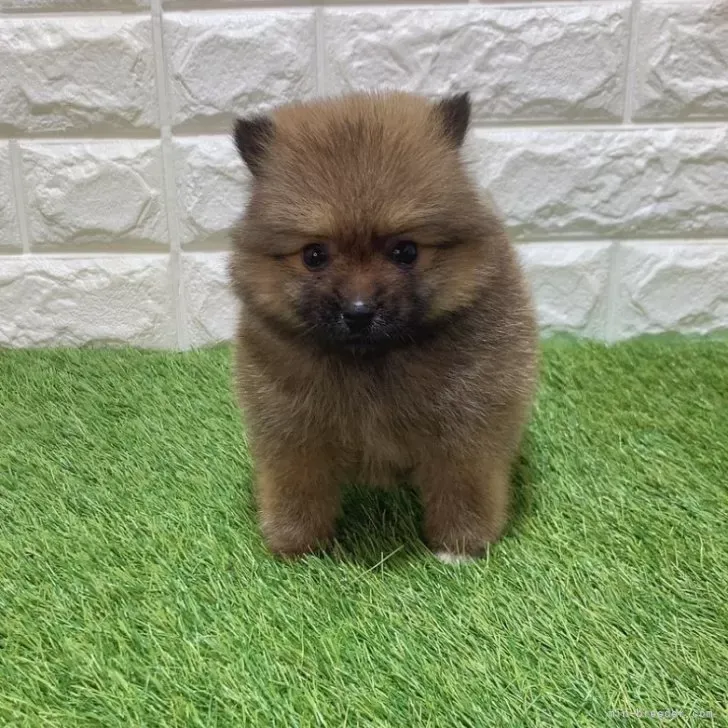 お迎え総額254.000円（税込）   