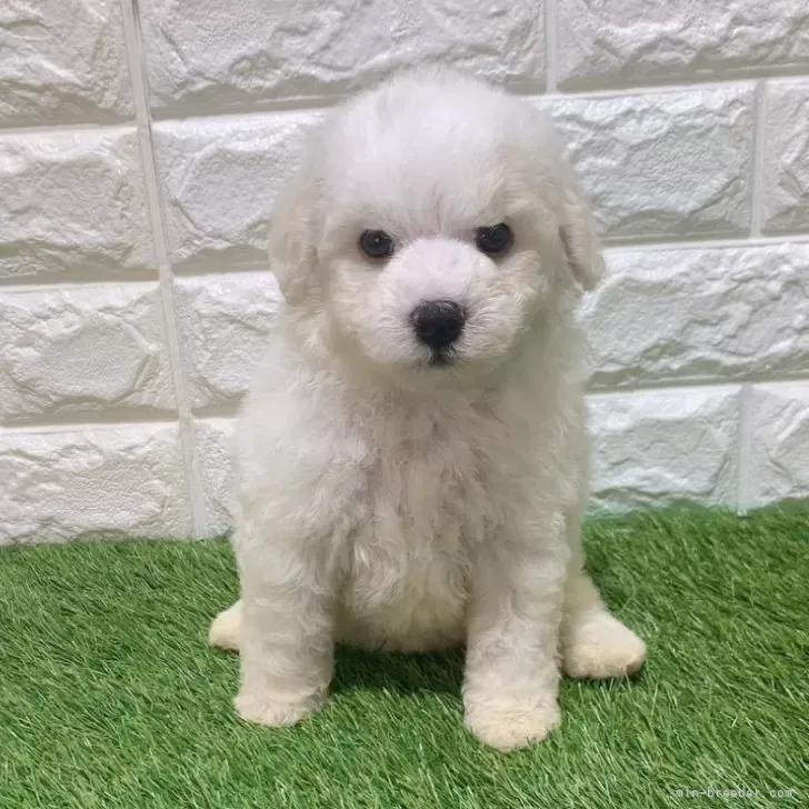 お迎え総額136.000円（税込）   