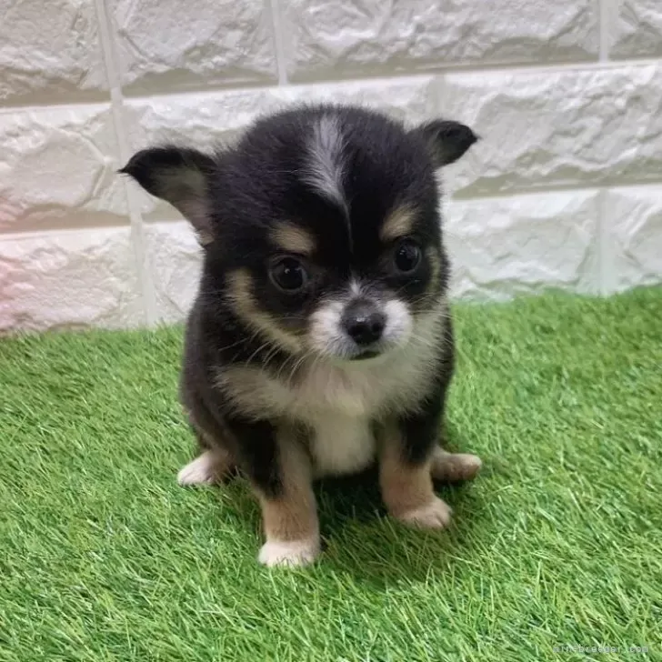 お迎え総額154.000円（税込）   