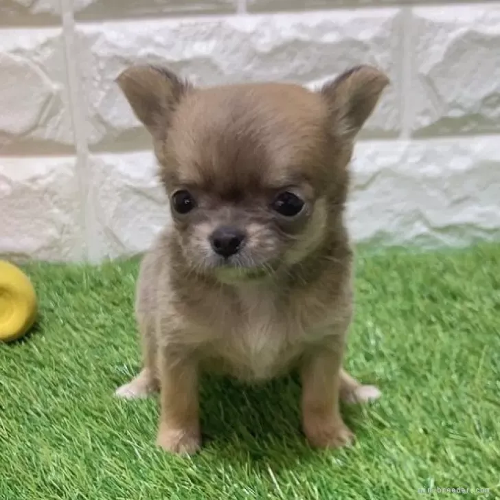 お迎え総額174.000円（税込）   