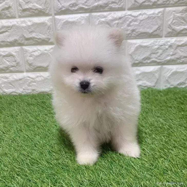 ご家族が決まりました