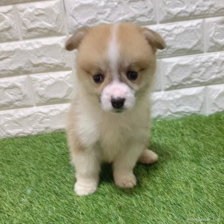 お迎え総額316.000円（税込）   