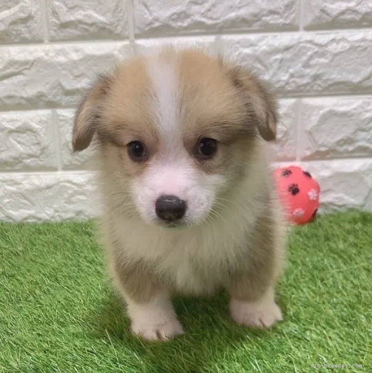 ご家族が決まりました  