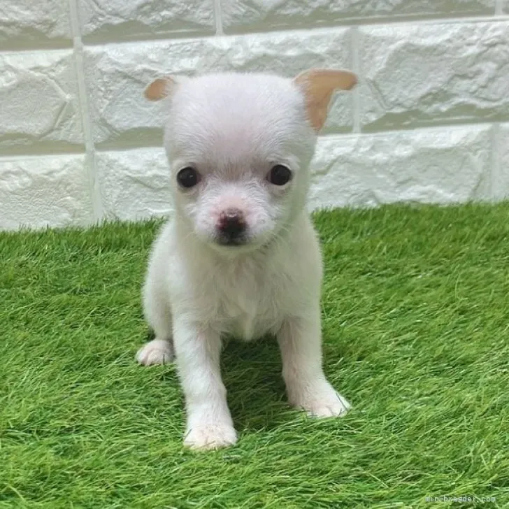 お迎え総額186.000円（税込）   
