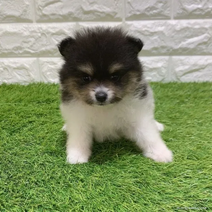 お迎え総額266.000円（税込）   