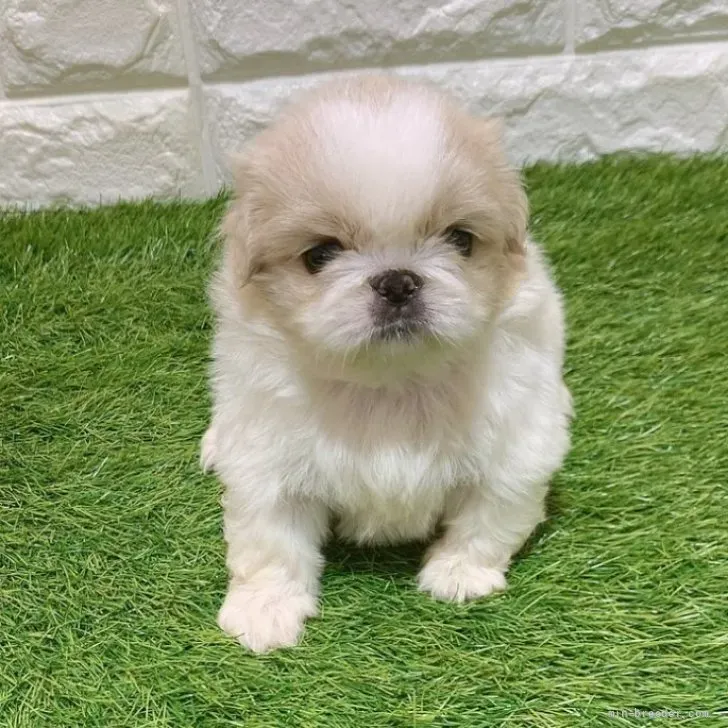 お迎え総額236.000円（税込）   