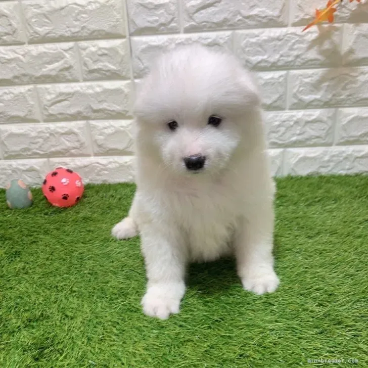 ご家族が決まりました