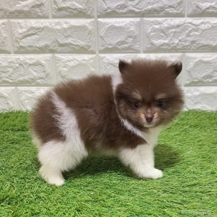 ご家族が決まりました