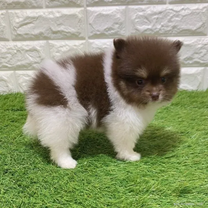 ご家族が決まりました