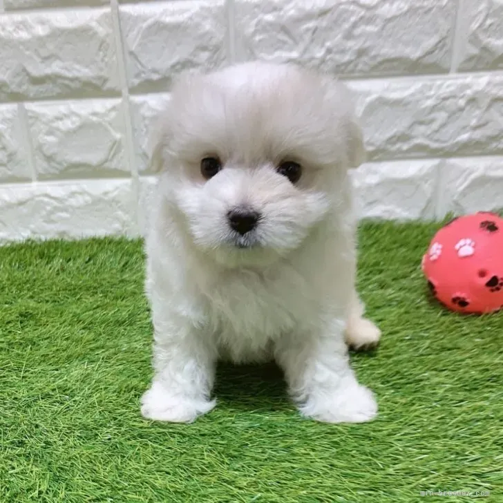 お迎え総額96.000円（税込）   