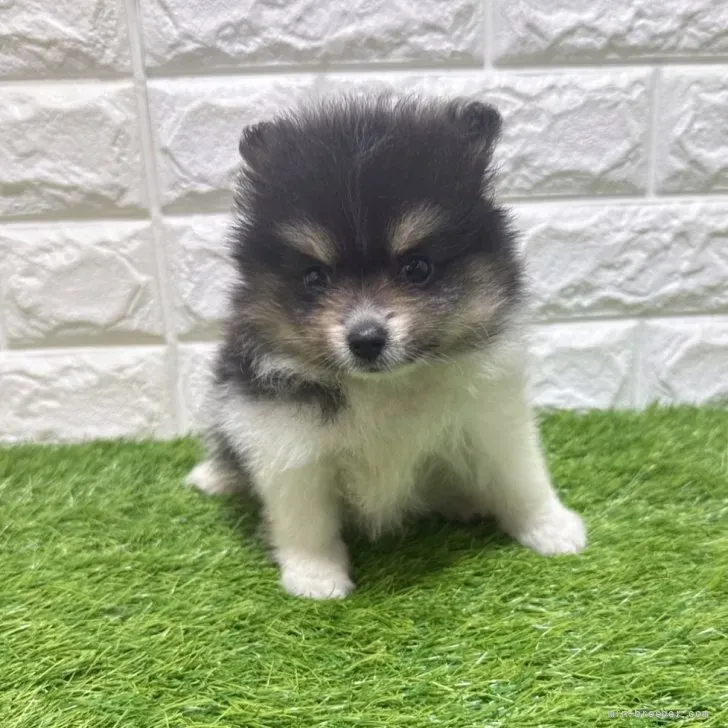お迎え総額266.000円（税込）   