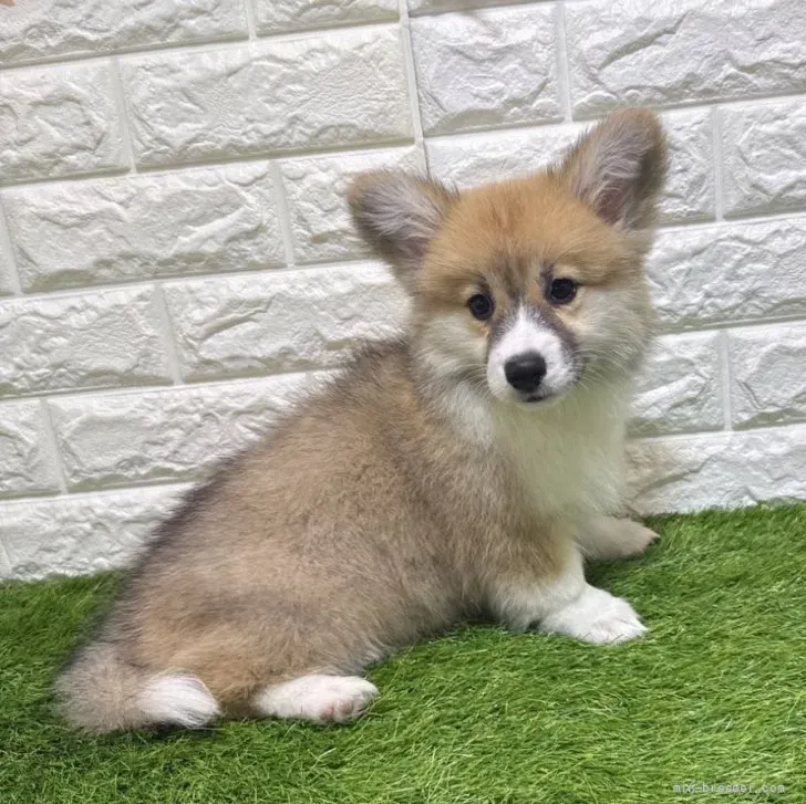 お迎え総額336.000円（税込）   