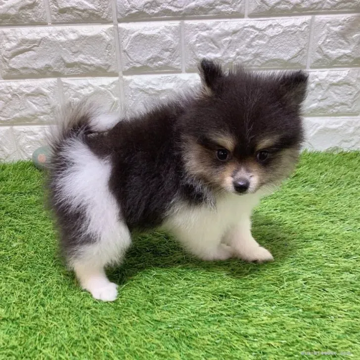 お迎え総額266.000円（税込）   