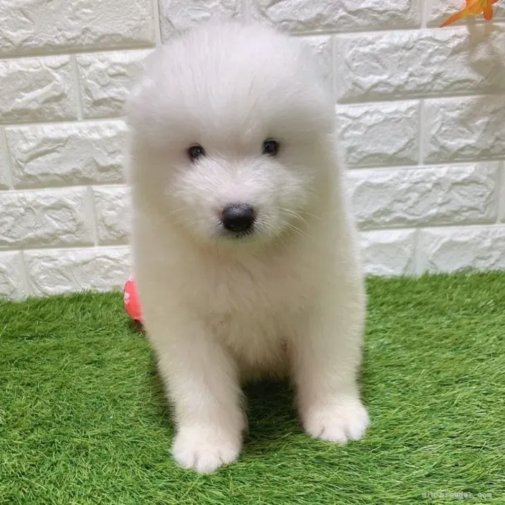 お迎え総額266.000円（税込）   