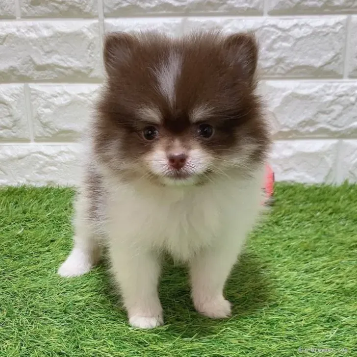 ご家族が決まりました