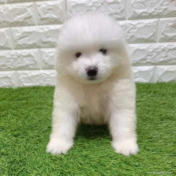 お迎え総額266.000円（税込）   