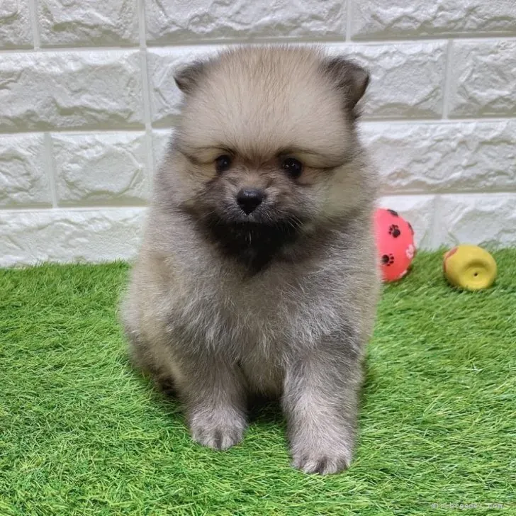お迎え総額176.000円(税込)