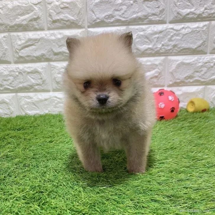 お迎え総額176.000円(税込)