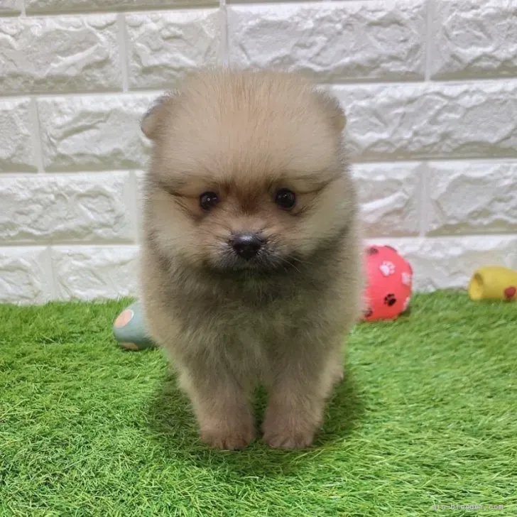 お迎え総額236.000円(税込)