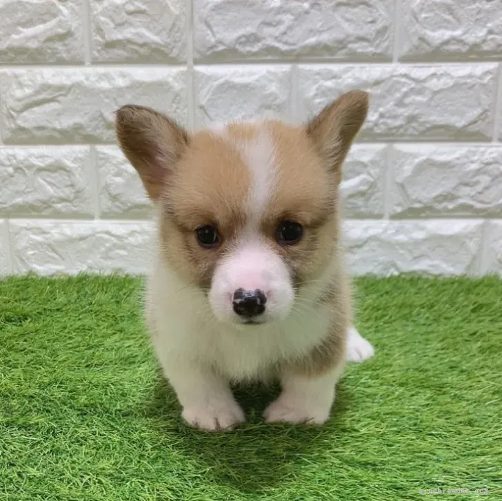 ご家族が決まりました