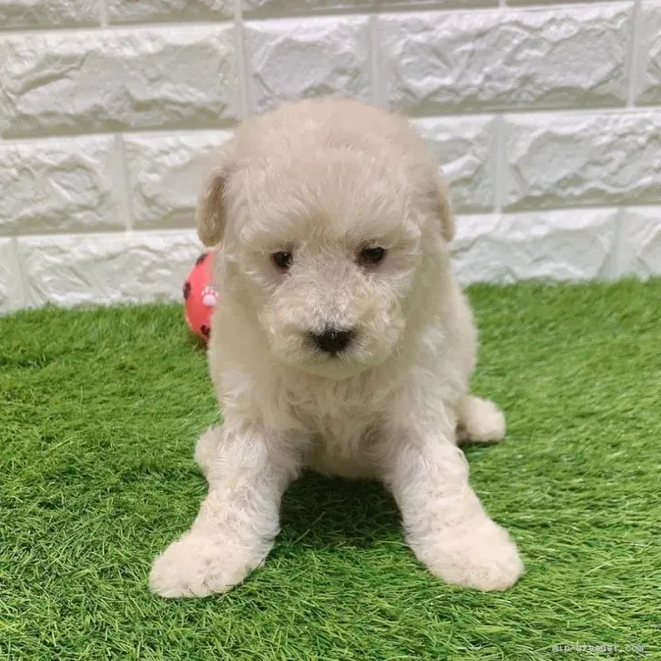 お迎え総額134.000円(税込)