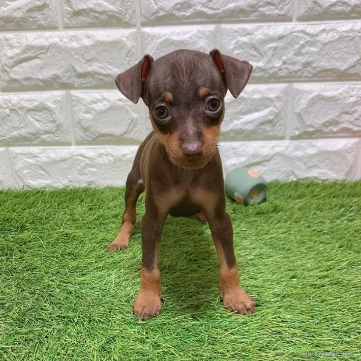 お迎え総額146.000円（税込）   