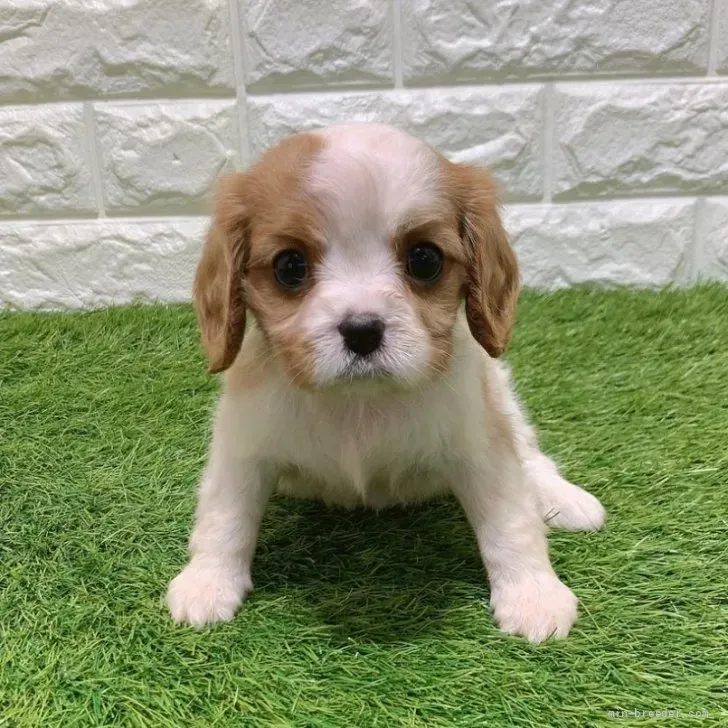 お迎え総額316.000円(税込)