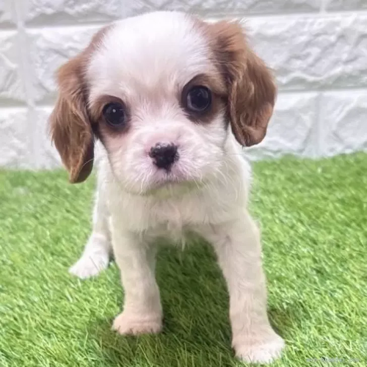 お迎え総額253.000円(税込)