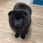 中型犬